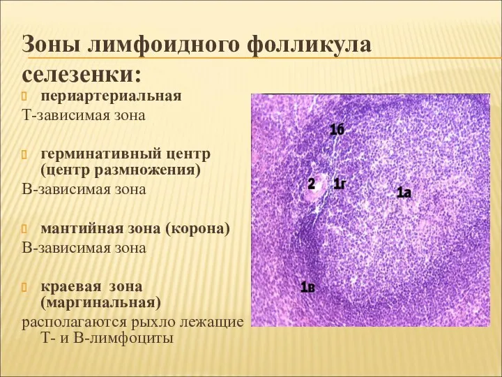 Зоны лимфоидного фолликула селезенки: периартериальная Т-зависимая зона герминативный центр (центр