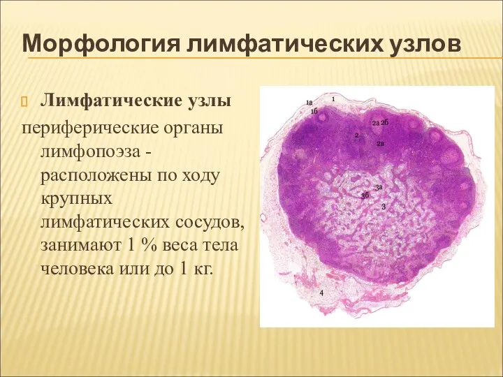 Морфология лимфатических узлов Лимфатические узлы периферические органы лимфопоэза - расположены