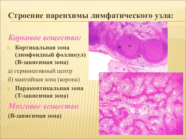 Строение паренхимы лимфатического узла: Корковое вещество: Кортикальная зона (лимфоидный фолликул)