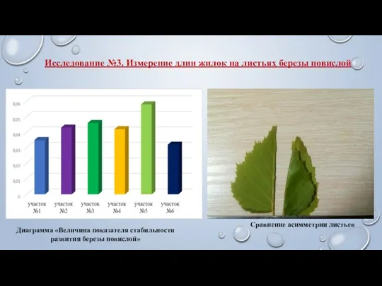 Исследование №3. Измерение длин жилок на листьях березы повислой Диаграмма