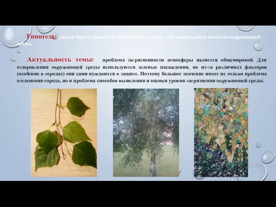 Гипотеза: листья березы повислой можно использовать для мониторинга качества окружающей