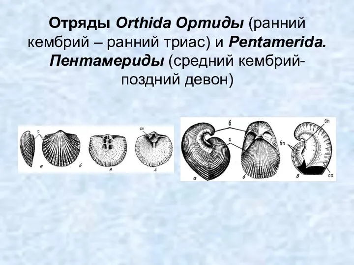 Отряды Orthida Ортиды (ранний кембрий – ранний триас) и Pentamerida. Пентамериды (средний кембрий-поздний девон)