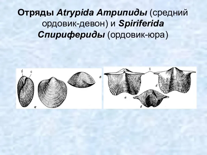 Отряды Atrypida Атрипиды (средний ордовик-девон) и Spiriferida Спирифериды (ордовик-юра)