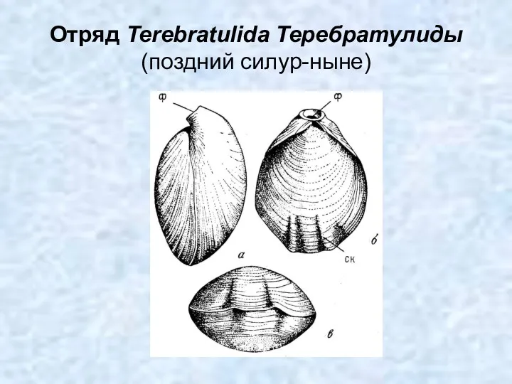 Отряд Terebratulida Теребратулиды (поздний силур-ныне)