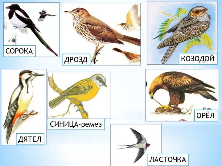 СОРОКА СИНИЦА-ремез КОЗОДОЙ ЛАСТОЧКА ДРОЗД ДЯТЕЛ ОРЁЛ