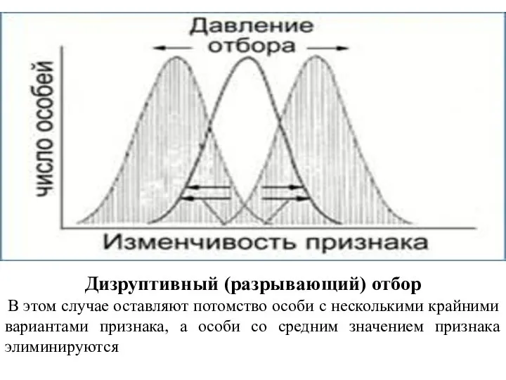 Дизруптивный (разрывающий) отбор В этом случае оставляют потомство особи с