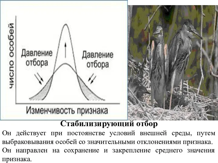 Стабилизирующий отбор Он действует при постоянстве условий внешней среды, путем