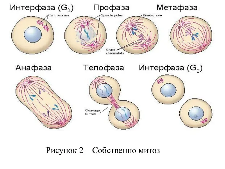 Рисунок 2 – Собственно митоз