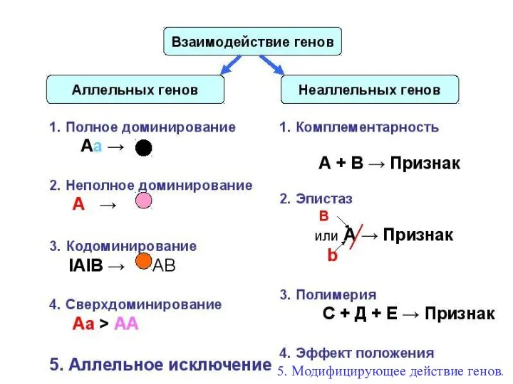 5. Модифицирующее действие генов.