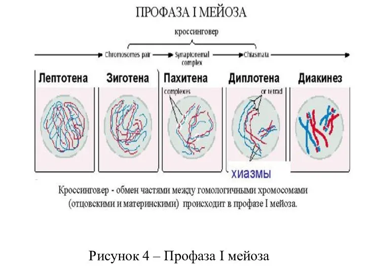 Рисунок 4 – Профаза I мейоза