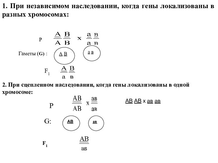 А В а в 1. При независимом наследовании, когда гены