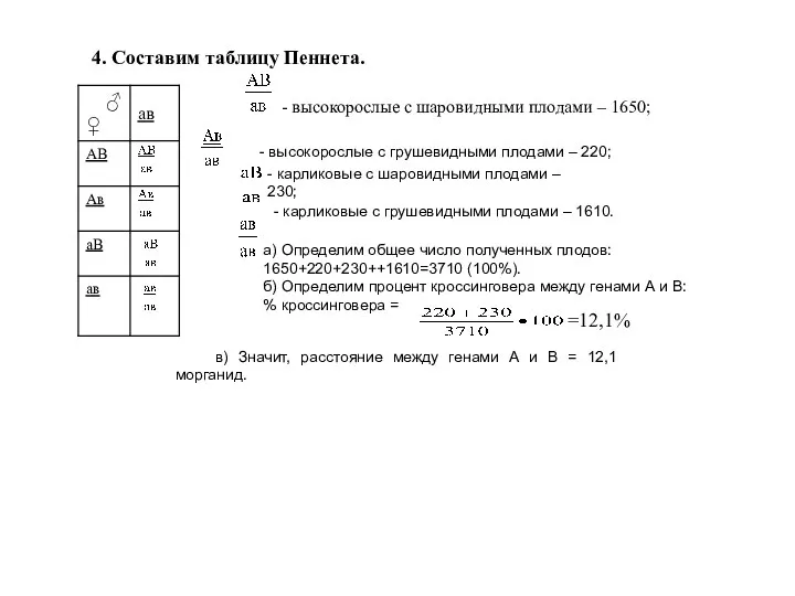 4. Составим таблицу Пеннета. - высокорослые с шаровидными плодами –