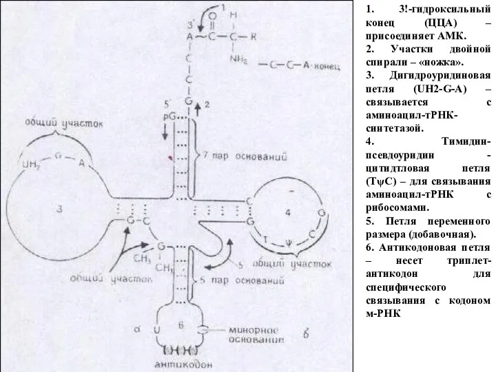 1. 3!-гидроксильный конец (ЦЦА) – присоединяет АМК. 2. Участки двойной