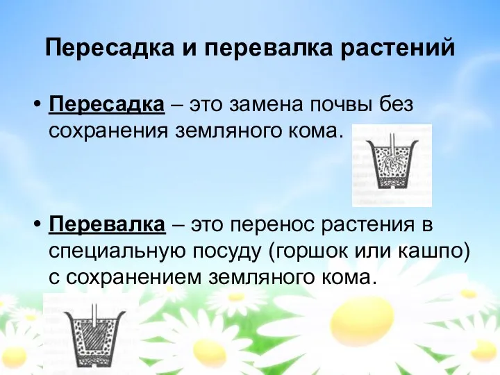 Пересадка и перевалка растений Пересадка – это замена почвы без сохранения земляного кома.