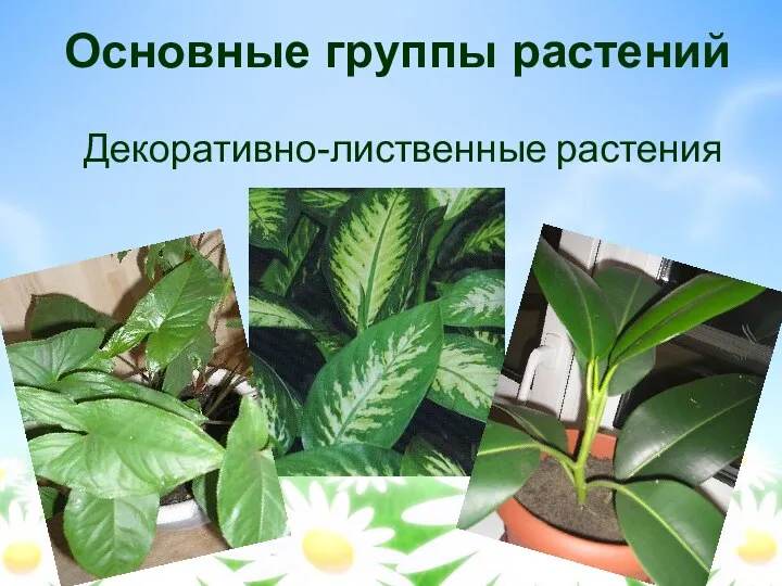 Основные группы растений Декоративно-лиственные растения