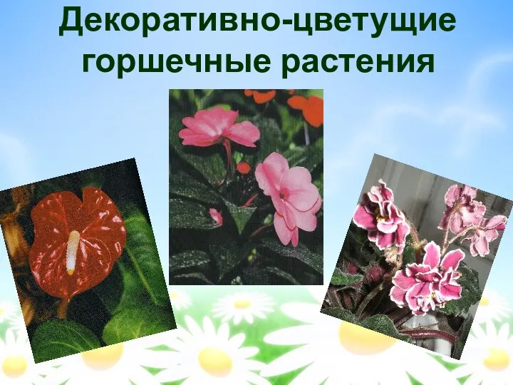 Декоративно-цветущие горшечные растения