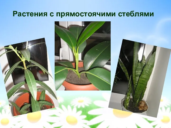 Растения с прямостоячими стеблями