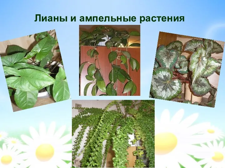 Лианы и ампельные растения