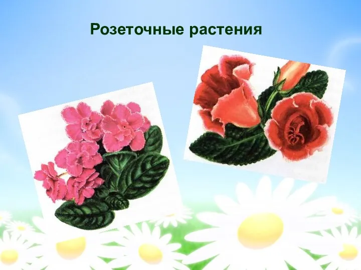Розеточные растения