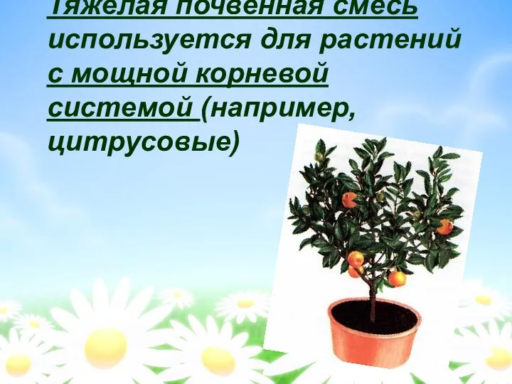 Тяжёлая почвенная смесь используется для растений с мощной корневой системой (например, цитрусовые)