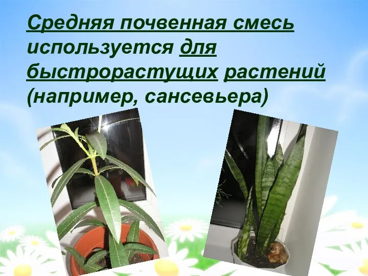 Средняя почвенная смесь используется для быстрорастущих растений (например, сансевьера)