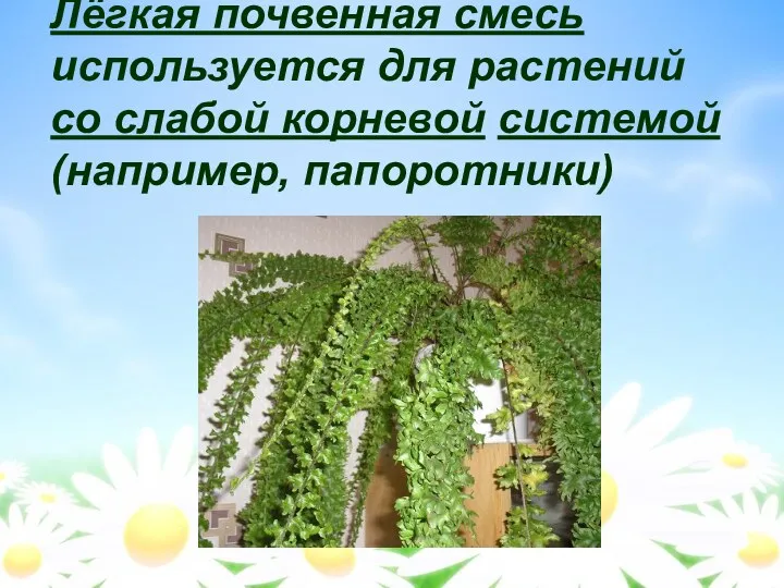 Лёгкая почвенная смесь используется для растений со слабой корневой системой (например, папоротники)