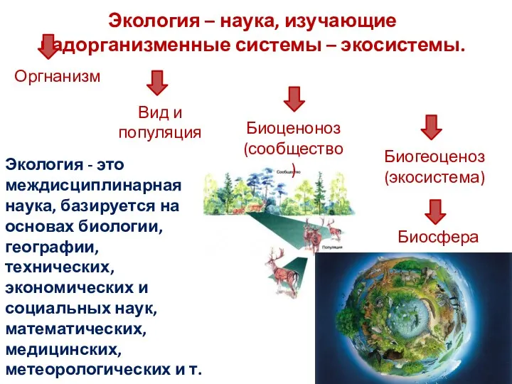 Экология – наука, изучающие надорганизменные системы – экосистемы. Оргнанизм Вид