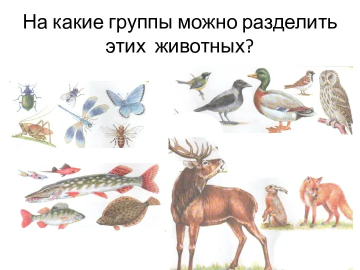 На какие группы можно разделить этих животных?