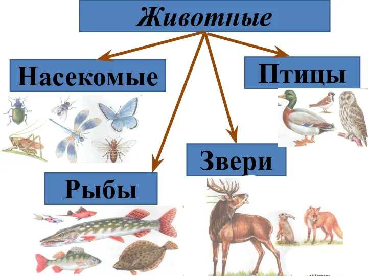 Животные Звери Птицы Насекомые Рыбы