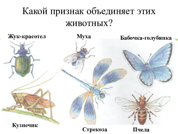 Какой признак объединяет этих животных? Бабочка-голубянка Муха Жук-красотел Кузнечик Пчела Стрекоза