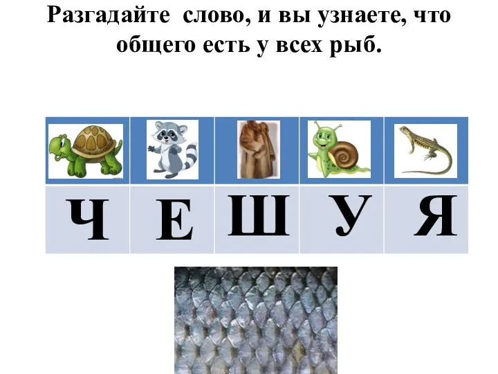 Разгадайте слово, и вы узнаете, что общего есть у всех рыб. Ч Е Ш У Я