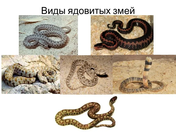 Виды ядовитых змей