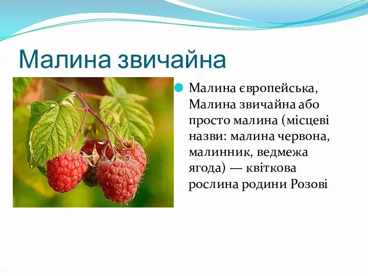 Малина звичайна Малина європейська, Малина звичайна або просто малина (місцеві