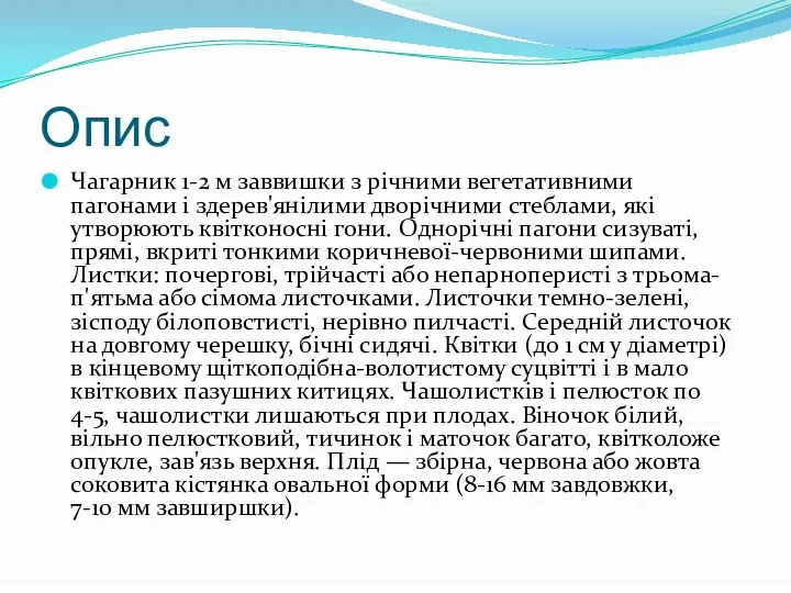 Опис Чагарник 1-2 м заввишки з річними вегетативними пагонами і