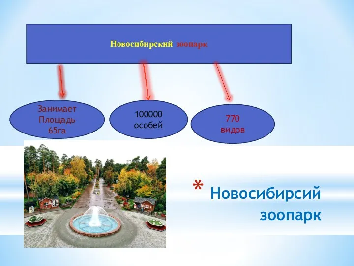 Новосибирсий зоопарк Новосибирский зоопарк Занимает Площадь 65га 100000 особей 770 видов