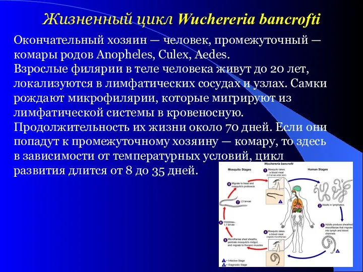 Окончательный хозяин — человек, промежуточный — комары родов Anopheles, Culex,