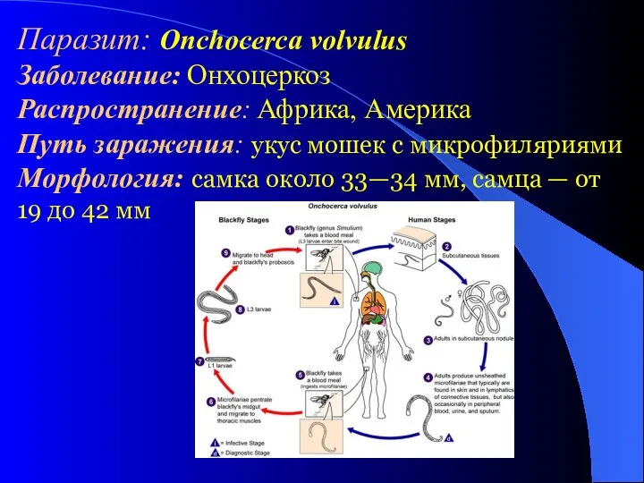 Паразит: Onchocerca volvulus Заболевание: Онхоцеркоз Распространение: Африка, Америка Путь заражения: