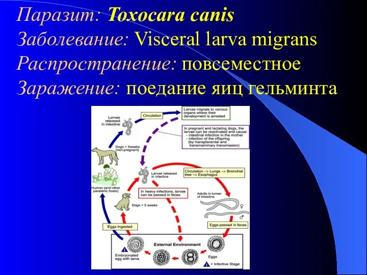 Паразит: Toxocara canis Заболевание: Visceral larva migrans Распространение: повсеместное Заражение: поедание яиц гельминта