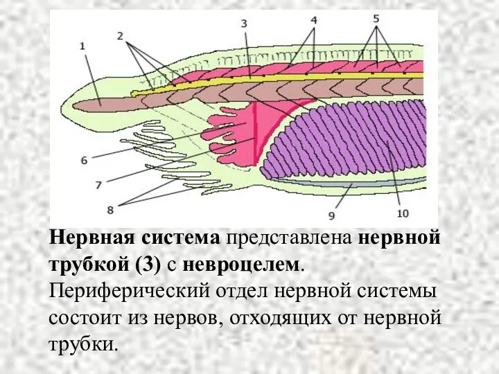 Нервная система представлена нервной трубкой (3) с невроцелем. Периферический отдел