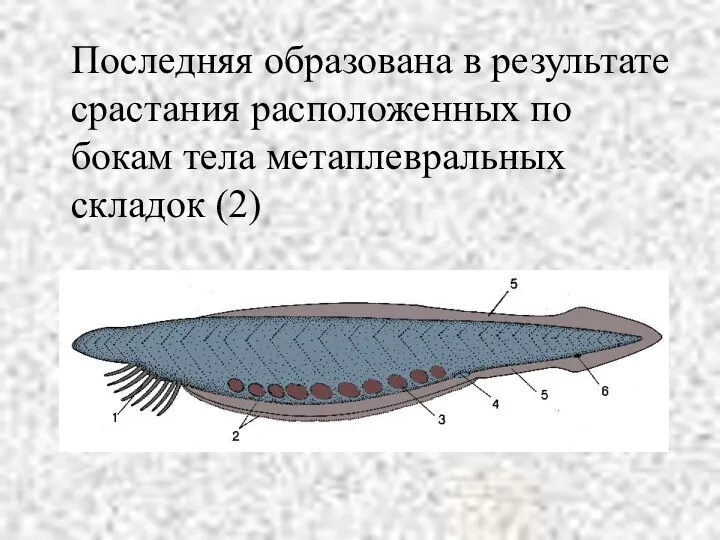 Последняя образована в результате срастания расположенных по бокам тела метаплевральных складок (2)