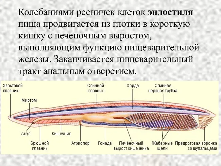 Колебаниями ресничек клеток эндостиля пища продвигается из глотки в короткую