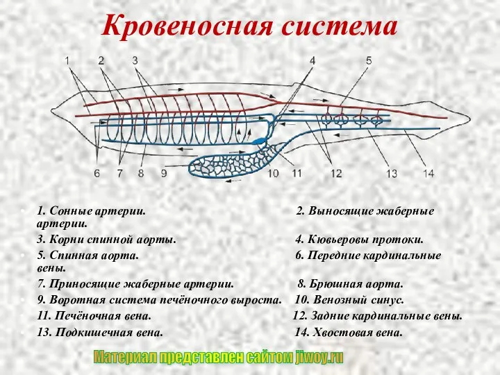 Кровеносная система 1. Сонные артерии. 2. Выносящие жаберные артерии. 3.