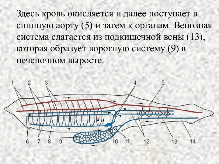 Здесь кровь окисляется и далее поступает в спинную аорту (5)