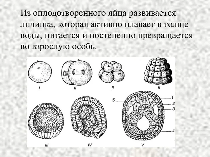 Из оплодотворенного яйца развивается личинка, которая активно плавает в толще