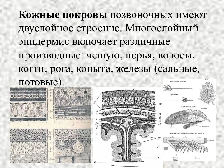 Кожные покровы позвоночных имеют двуслойное строение. Многослойный эпидермис включает различные