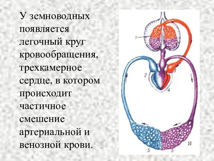 У земноводных появляется легочный круг кровообращения, трехкамерное сердце, в котором