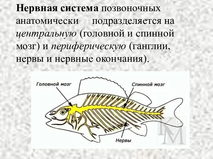 Нервная система позвоночных анатомически подразделяется на центральную (головной и спинной