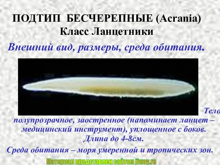ПОДТИП БЕСЧЕРЕПНЫЕ (Acrania) Класс Ланцетники Внешний вид, размеры, среда обитания.
