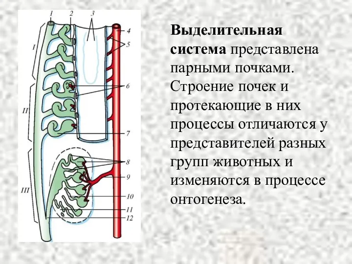 Выделительная система представлена парными почками. Строение почек и протекающие в