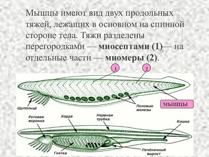 Мышцы имеют вид двух продольных тяжей, лежащих в основном на